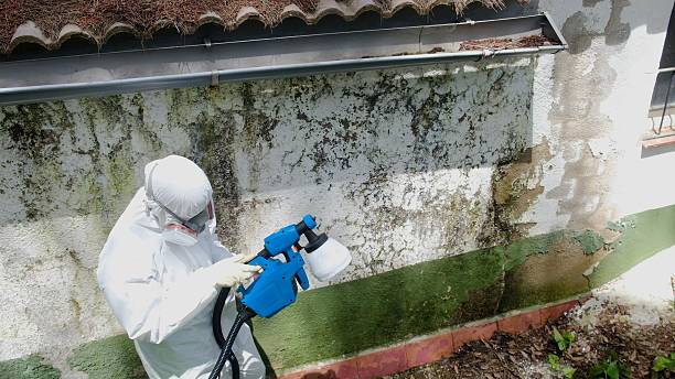 Trusted Attic Mold Removal service in Millheim, PA - Cheap Mold Removal